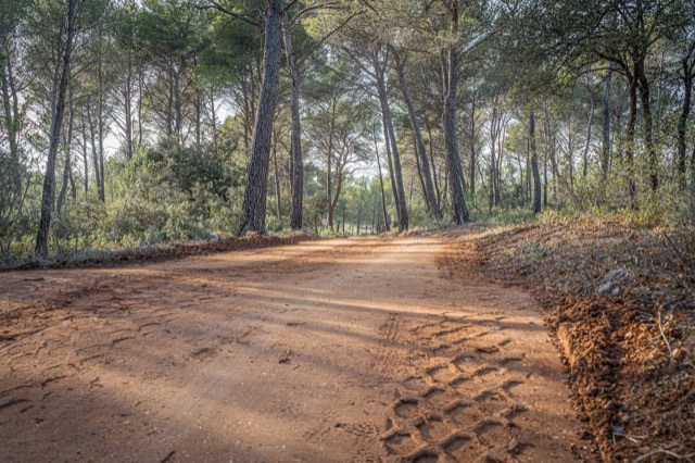 Chemin forestier bordé de pins dans la campagne aixoise